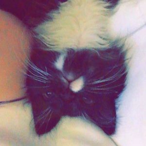 Meet your Posher, Sadie